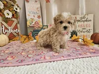 Cupcake Sue, a female Maltipoo for sale in Spencerville, IN – 4 of 9