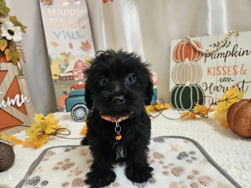 Arlo – Yorkipoo puppy for sale in Spencerville, IN
