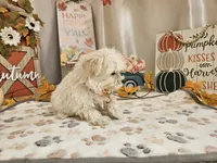 Carson Wayne, a male Maltipoo for sale in Spencerville, IN – 9 of 10