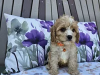 Ruger, a male Cavapoo for sale in Spencerville, IN – 2 of 6