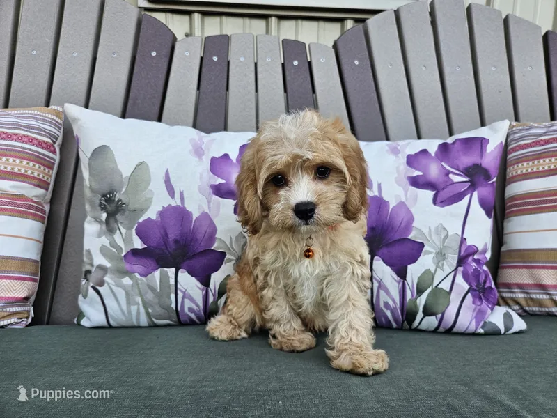 Ruger – Cavapoo puppy for sale in Spencerville, IN