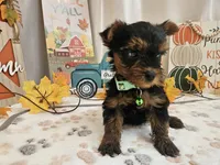 Mason, a male Yorkshire Terrier for sale in Spencerville, IN – 2 of 7