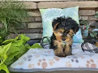 Striker, a male Yorkshire Terrier for sale in Spencerville, IN – 5 of 7