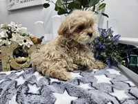 Rambo, a male Maltipoo for sale in Spencerville, IN – Photo 10 of 10