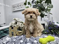 Rambo, a male Maltipoo for sale in Spencerville, IN – Photo 9 of 10