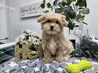 Rambo, a male Maltipoo for sale in Spencerville, IN – Photo 5 of 10