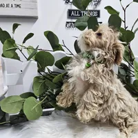 Rambo, a male Maltipoo for sale in Spencerville, IN – Photo 7 of 10