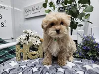 Rambo, a male Maltipoo for sale in Spencerville, IN – Photo 4 of 10