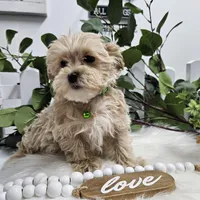 Rambo, a male Maltipoo for sale in Spencerville, IN – Photo 8 of 10