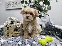 Rambo, a male Maltipoo for sale in Spencerville, IN – Photo 3 of 10