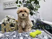 Rambo, a male Maltipoo for sale in Spencerville, IN – Photo 1 of 10