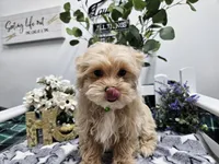 Rambo, a male Maltipoo for sale in Spencerville, IN – Photo 2 of 10