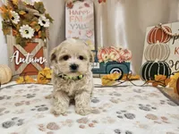 Landon, a male Maltipoo for sale in Spencerville, IN – 5 of 9