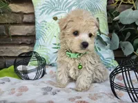 Milo, a male Maltipoo for sale in Spencerville, IN – 1 of 10