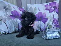 Anise, a female Yorkipoo for sale in Spencerville, IN – 8 of 9