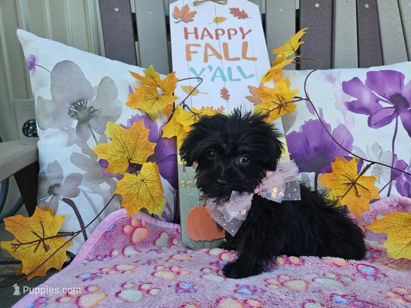 Anise – Yorkipoo puppy for sale in Spencerville, IN
