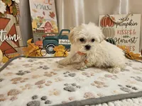 Carson Wayne, a male Maltipoo for sale in Spencerville, IN – 8 of 10