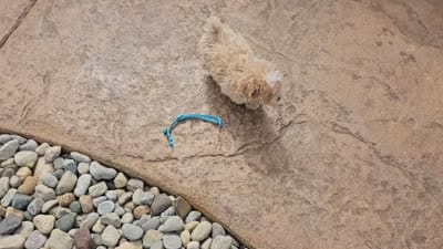 Cody Jay, a male Maltipoo for sale in Spencerville, IN – 10 of 10