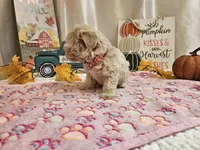 Lisa, a female Maltipoo for sale in Spencerville, IN – 3 of 10