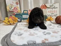 Arnold, a male Poodle - Miniature  for sale in Spencerville, IN – 4 of 9