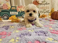 Lucy, a female Maltipoo for sale in Spencerville, IN – 3 of 9