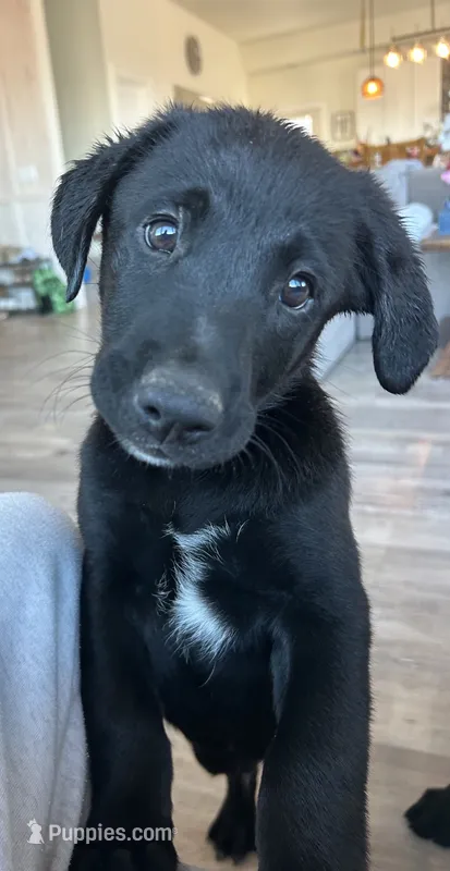 Michelangelo “Mikey” – German Shepherd Dog, Labrador Retriever puppy for sale in Orondo, WA