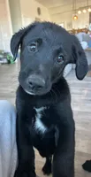 Michelangelo “Mikey”, a male German Shepherd Dog and Labrador Retriever for sale in Orondo, WA – 1 of 3