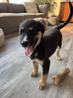 Iridessa, a female German Shepherd Dog and Siberian Husky for sale in Orondo, WA – 3 of 4