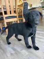 Michelangelo “Mikey”, a male German Shepherd Dog and Labrador Retriever for sale in Orondo, WA – 2 of 3