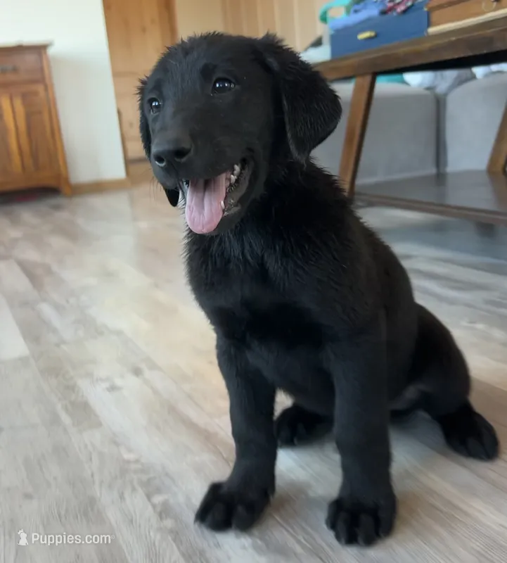 Leonardo “Leo” – German Shepherd Dog, Labrador Retriever puppy for sale in Orondo, WA