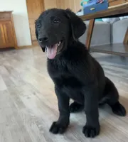 Leonardo “Leo”, a male German Shepherd Dog and Labrador Retriever for sale in Orondo, WA – 1 of 4