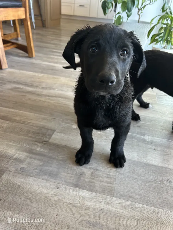 Rafael “Raf” – German Shepherd Dog, Labrador Retriever puppy for sale in Orondo, WA