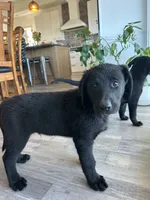 Leonardo “Leo”, a male German Shepherd Dog and Labrador Retriever for sale in Orondo, WA – 3 of 4