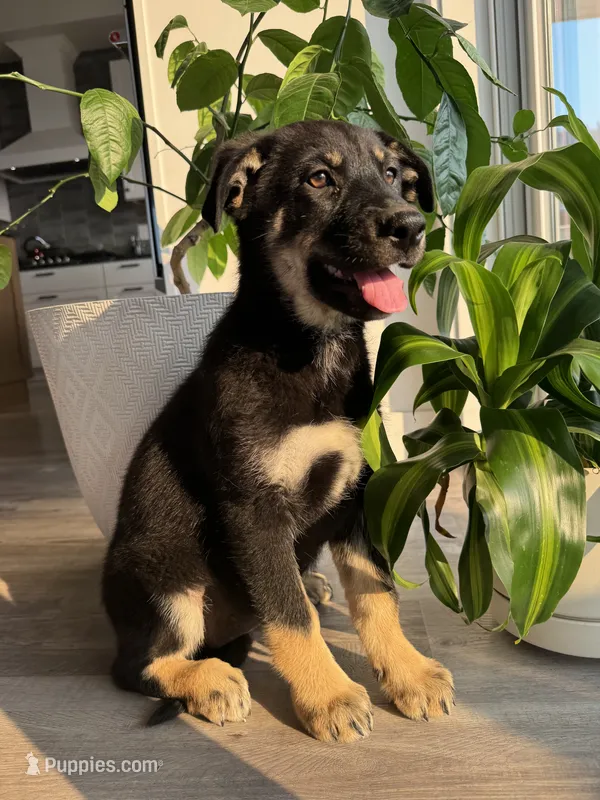 Misty – German Shepherd Dog, Siberian Husky puppy for sale in Orondo, WA