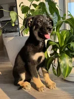 Misty, a female German Shepherd Dog and Siberian Husky for sale in Orondo, WA – 1 of 2