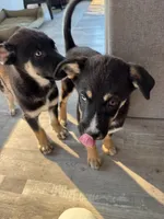 Iridessa, a female German Shepherd Dog and Siberian Husky for sale in Orondo, WA – 2 of 4