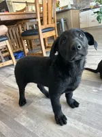 Rafael “Raf”, a male German Shepherd Dog and Labrador Retriever for sale in Orondo, WA – 3 of 3