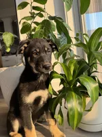 Misty, a female German Shepherd Dog and Siberian Husky for sale in Orondo, WA – 2 of 2