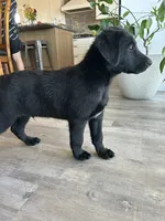 Michelangelo “Mikey”, a male German Shepherd Dog and Labrador Retriever for sale in Orondo, WA – 3 of 3
