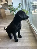Donatello “Donnie”, a male German Shepherd Dog and Labrador Retriever for sale in Orondo, WA – 3 of 3