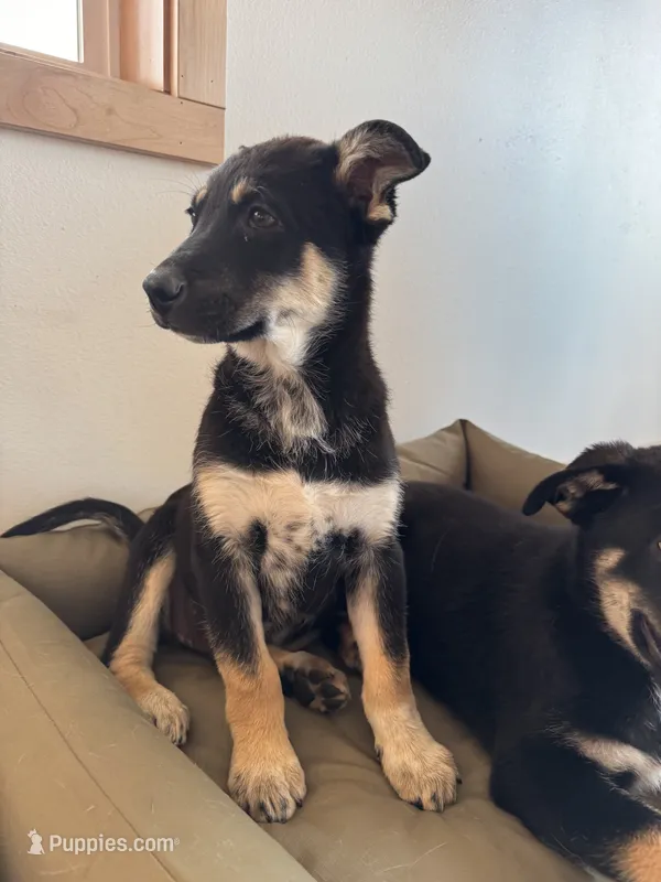 Mario – German Shepherd Dog, Siberian Husky puppy for sale in Orondo, WA
