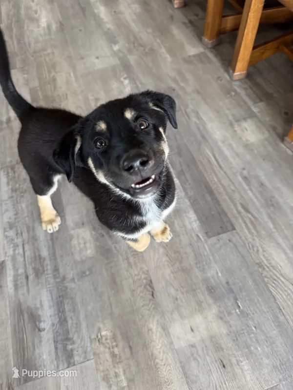 Belle – German Shepherd Dog, Siberian Husky puppy for sale in Orondo, WA