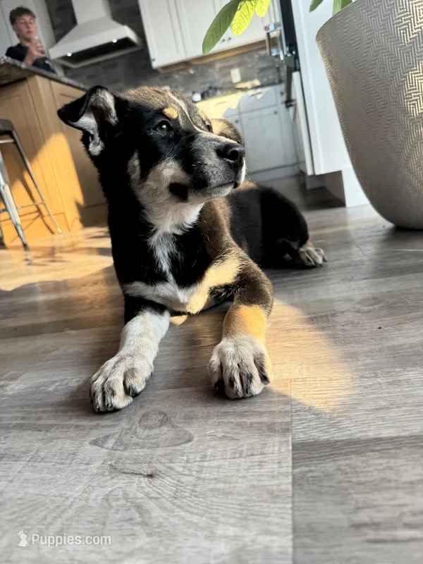 Vidia – German Shepherd Dog, Siberian Husky puppy for sale in Orondo, WA