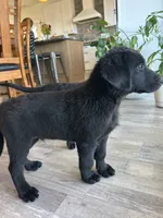Leonardo “Leo”, a male German Shepherd Dog and Labrador Retriever for sale in Orondo, WA – 2 of 4