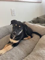 Belle, a female German Shepherd Dog and Siberian Husky for sale in Orondo, WA – 2 of 4