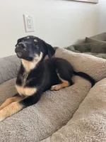 Belle, a female German Shepherd Dog and Siberian Husky for sale in Orondo, WA – 4 of 4