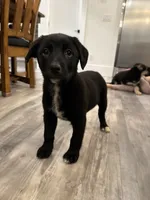 Iris, a female German Shepherd Dog and Labrador Retriever for sale in Orondo, WA – Photo 2 of 3