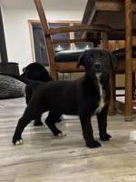 Iris, a female German Shepherd Dog and Labrador Retriever for sale in Orondo, WA – Photo 1 of 3
