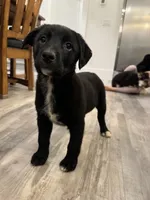 Iris, a female German Shepherd Dog and Labrador Retriever for sale in Orondo, WA – Photo 3 of 3