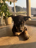 Vidia, a female German Shepherd Dog and Siberian Husky for sale in Orondo, WA – 3 of 4
